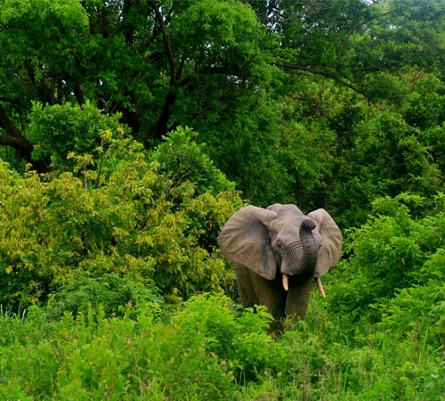 4 day Green Dooars Tour Package with Jungle Safari