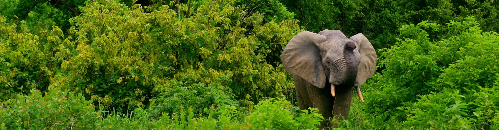 4 day Green Dooars Tour Package with Jungle Safari
