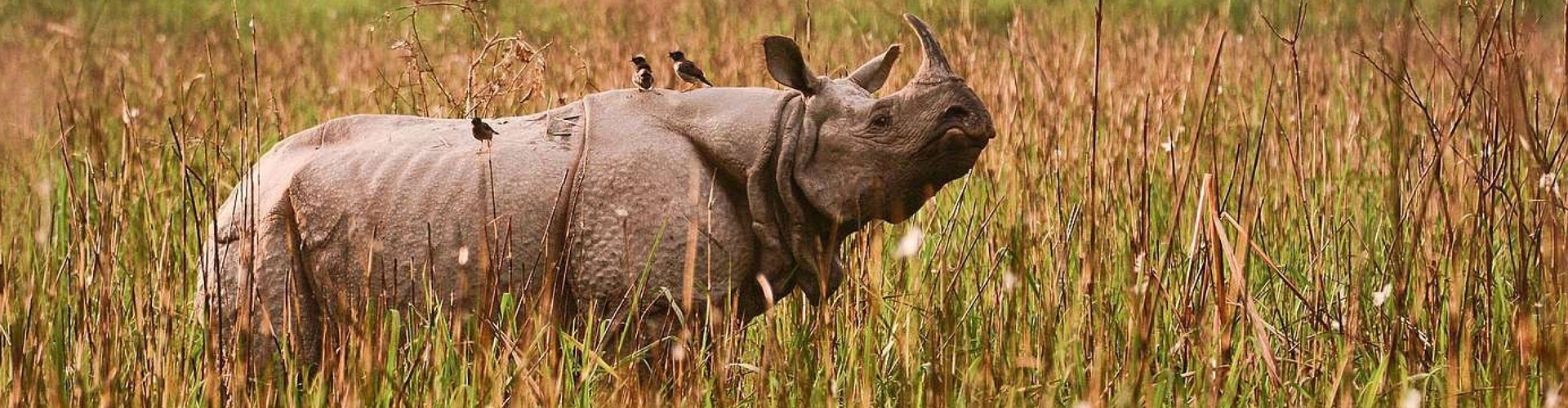 03 Nights/04 Days Rhino Land with Kaziranga National Park